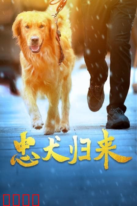 忠犬归来：跨越生死的等待