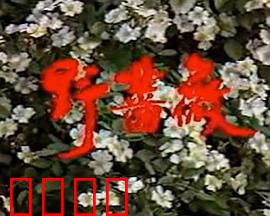 野蔷薇：爱恨纠葛